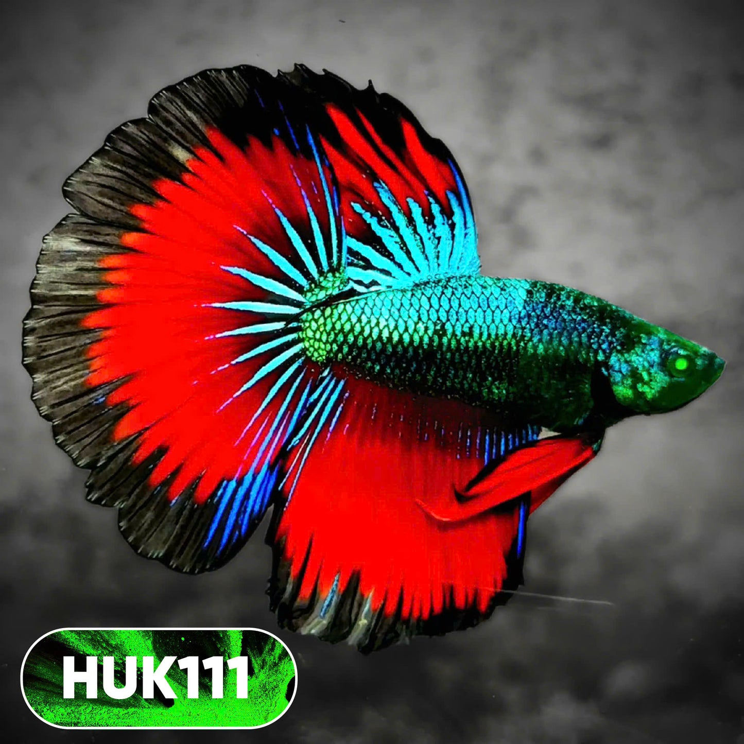 Black Hulk Halfmoon Male Betta Fish | You Pick Fish