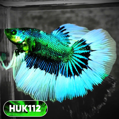 Black Hulk Halfmoon Male Betta Fish | You Pick Fish
