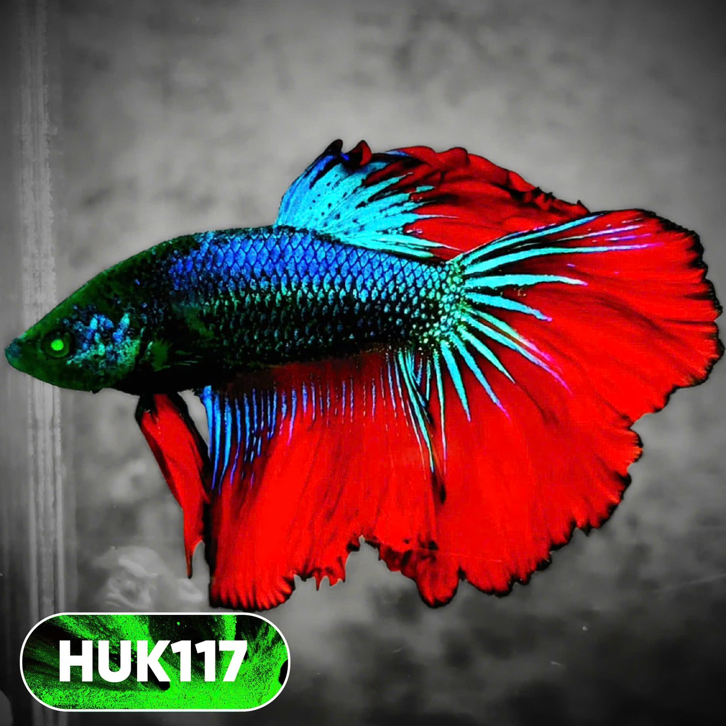 Black Hulk Halfmoon Male Betta Fish | You Pick Fish