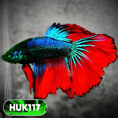 Black Hulk Halfmoon Male Betta Fish | You Pick Fish