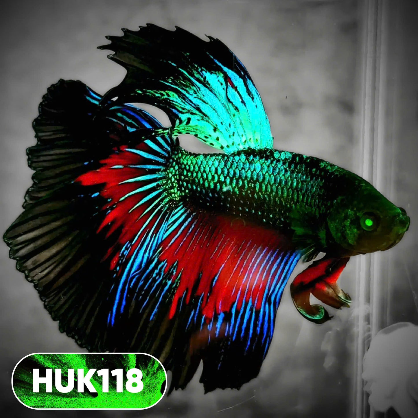 Black Hulk Halfmoon Male Betta Fish | You Pick Fish