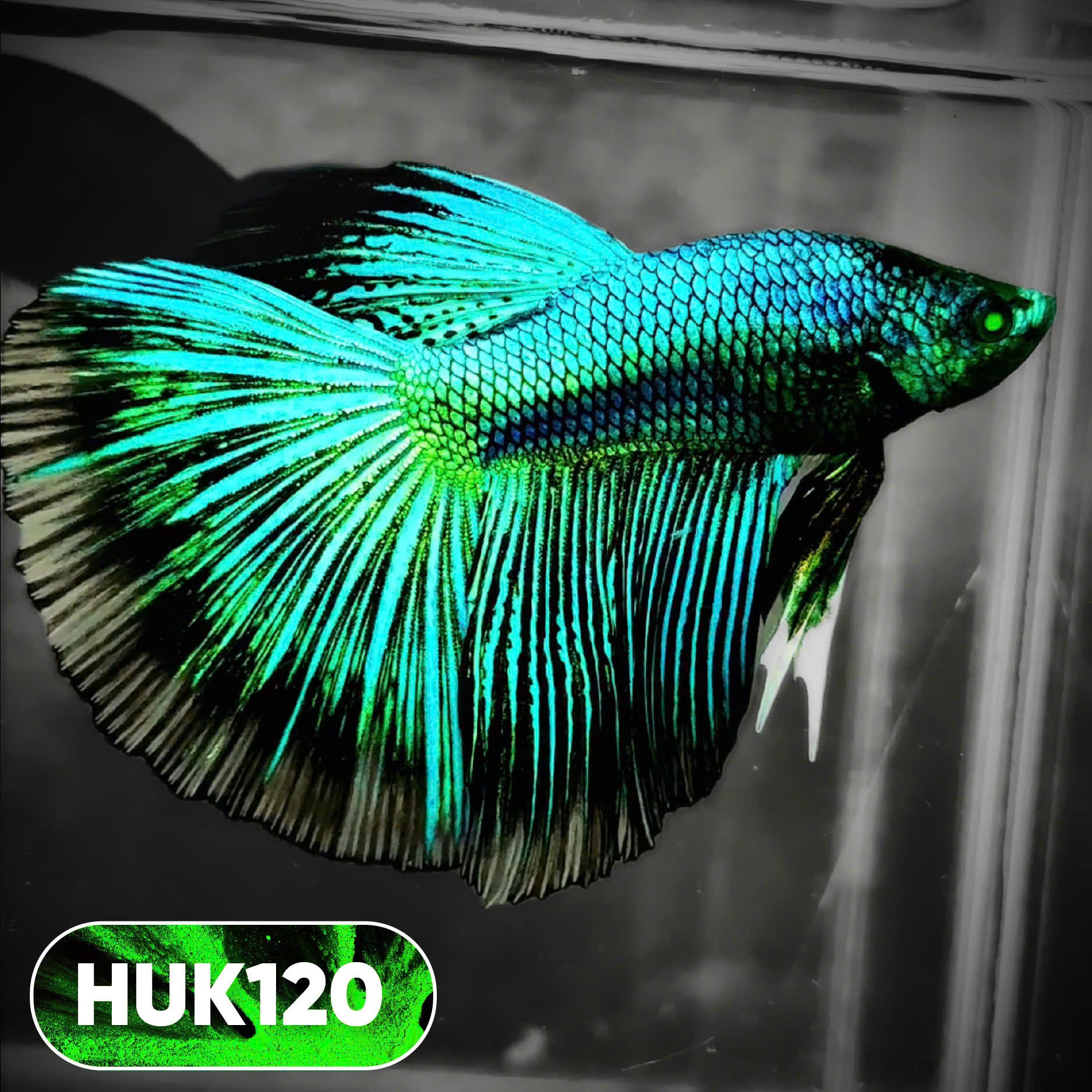 Black Hulk Halfmoon Male Betta Fish | You Pick Fish