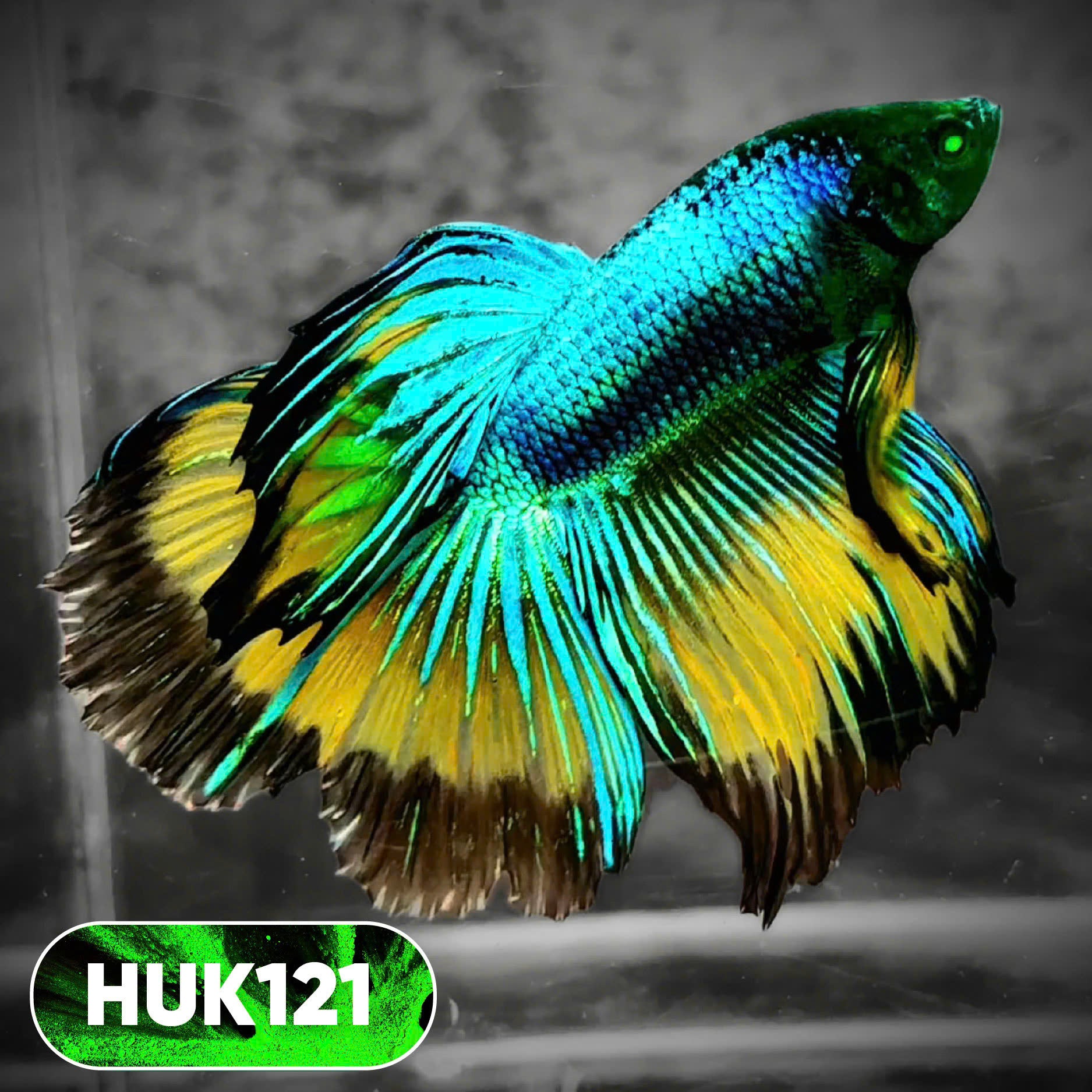 Black Hulk Halfmoon Male Betta Fish | You Pick Fish