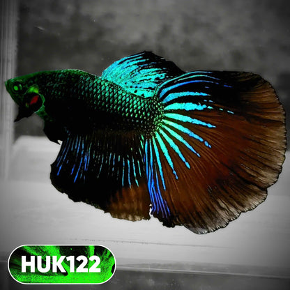 Black Hulk Halfmoon Male Betta Fish | You Pick Fish