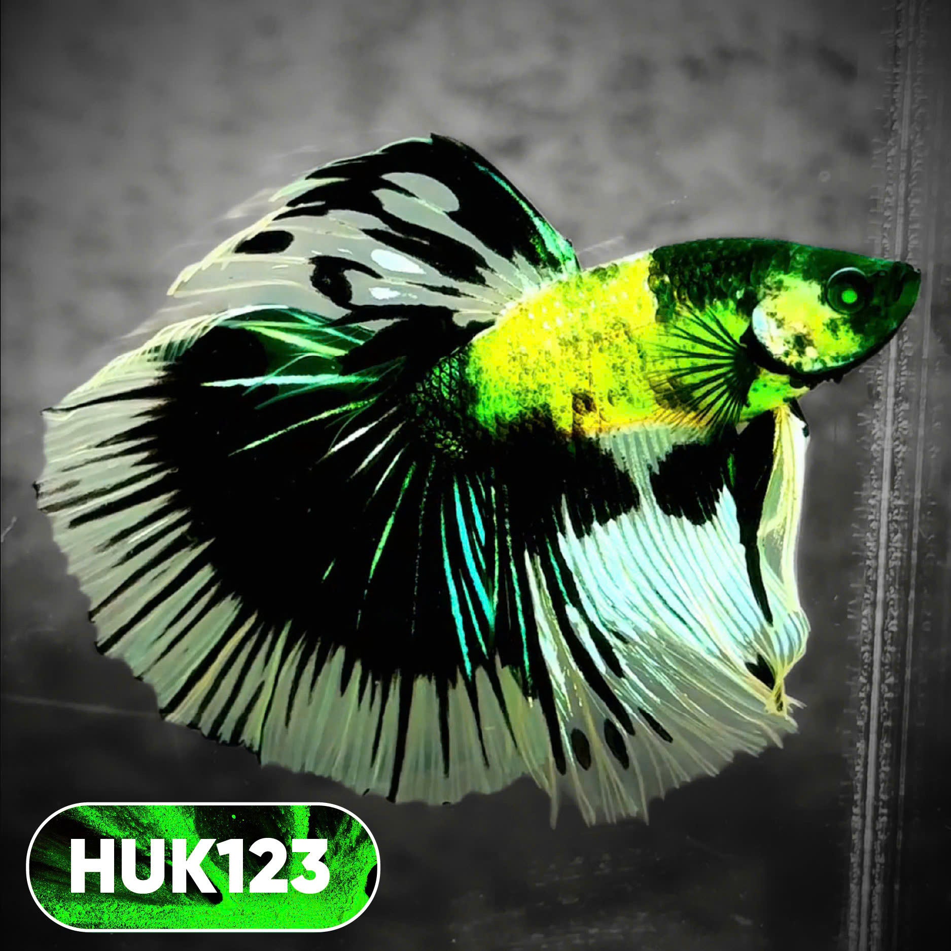 Black Hulk Halfmoon Male Betta Fish | You Pick Fish