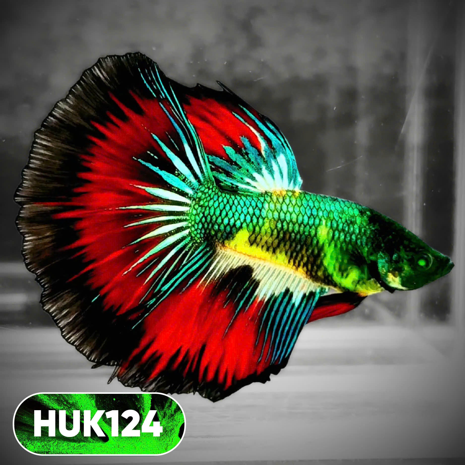 Black Hulk Halfmoon Male Betta Fish | You Pick Fish