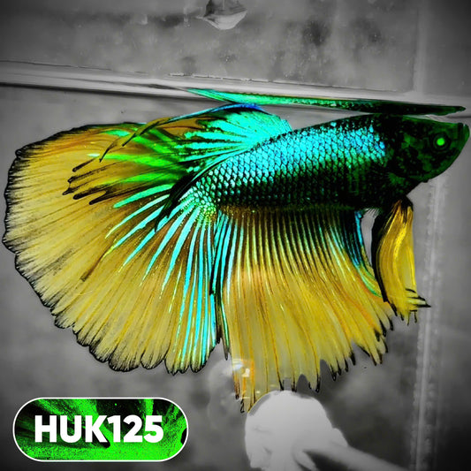 Black Hulk Halfmoon Male Betta Fish | You Pick Fish