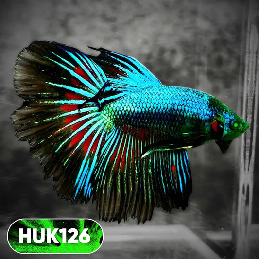 Black Hulk Halfmoon Male Betta Fish | You Pick Fish