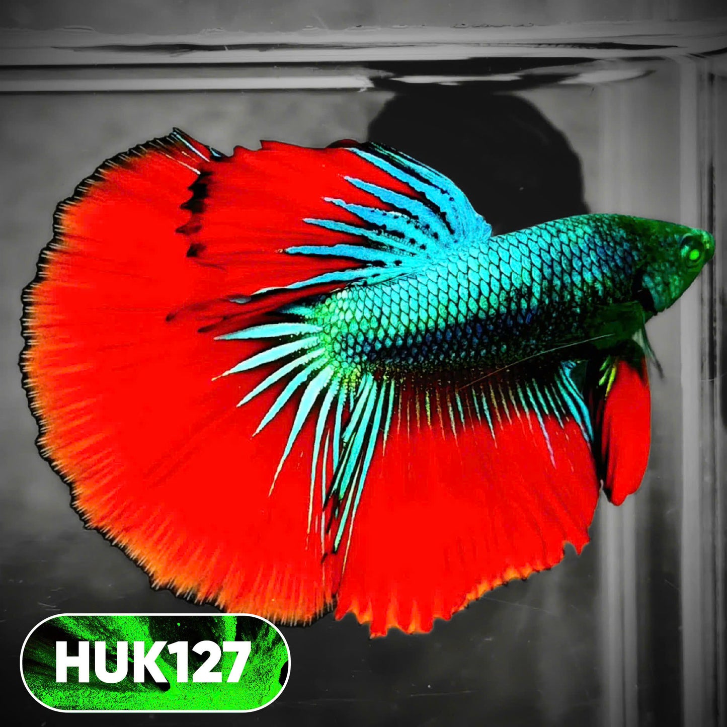 Black Hulk Halfmoon Male Betta Fish | You Pick Fish