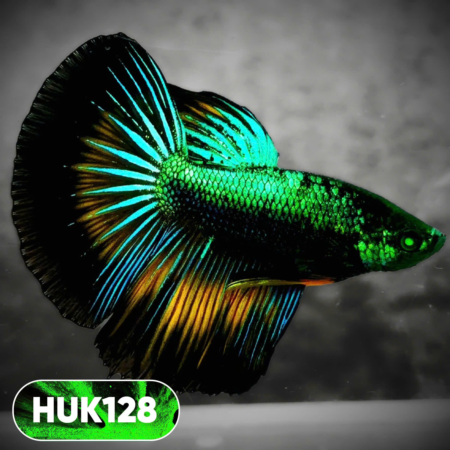 Black Hulk Halfmoon Male Betta Fish | You Pick Fish