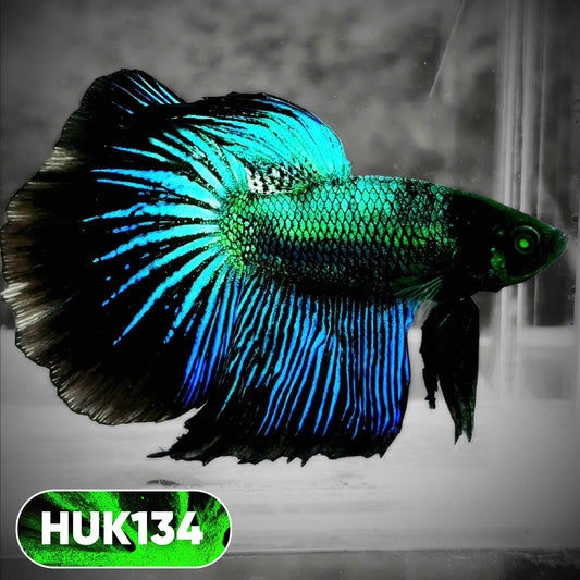 Black Hulk Halfmoon Male Betta Fish | You Pick Fish