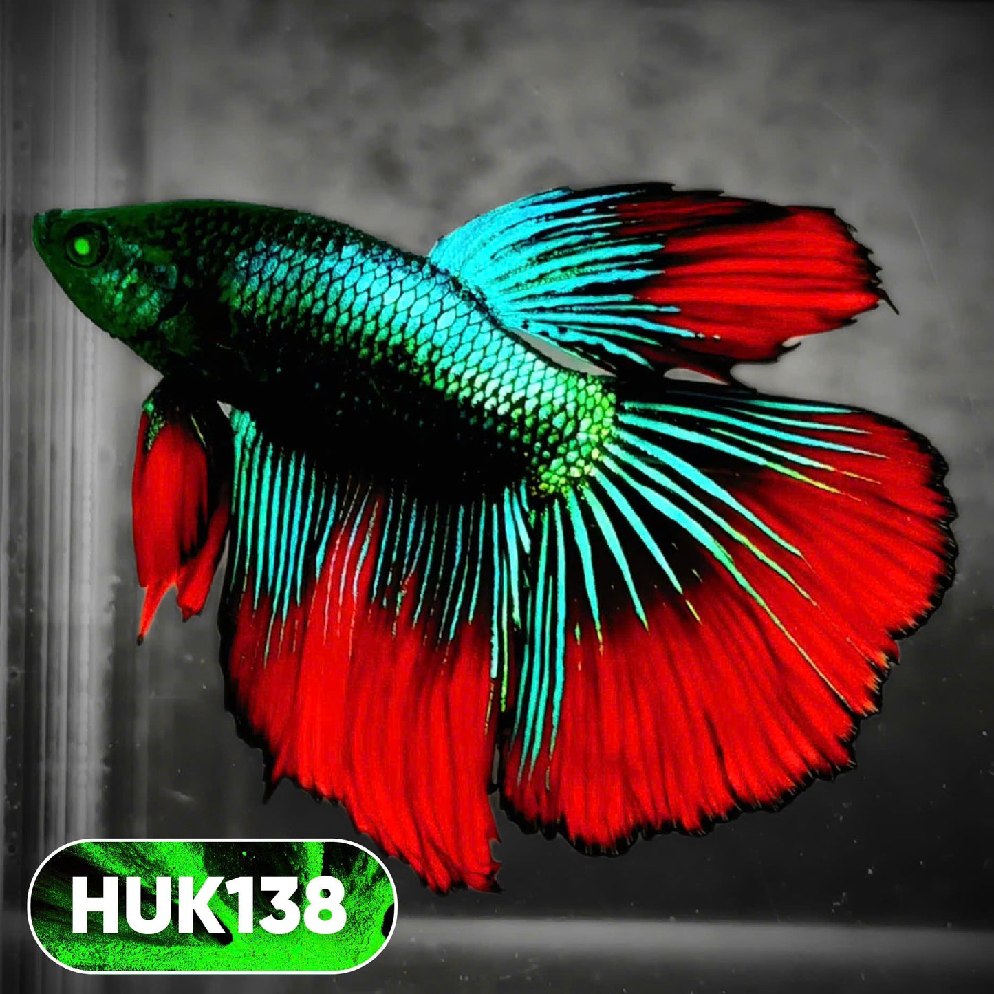 Black Hulk Halfmoon Male Betta Fish | You Pick Fish