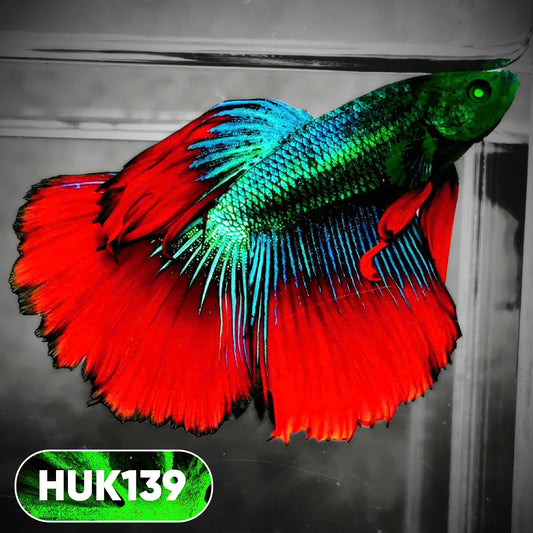 Black Hulk Halfmoon Male Betta Fish | You Pick Fish