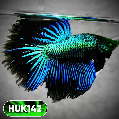 Black Hulk Halfmoon Male Betta Fish | You Pick Fish