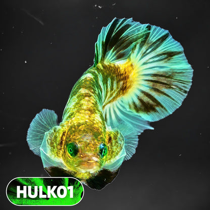 Galaxy Hulk Plakat Male Betta Fish | Exotic Grade | You Pick