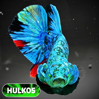 Galaxy Hulk Plakat Male Betta Fish | Exotic Grade | You Pick