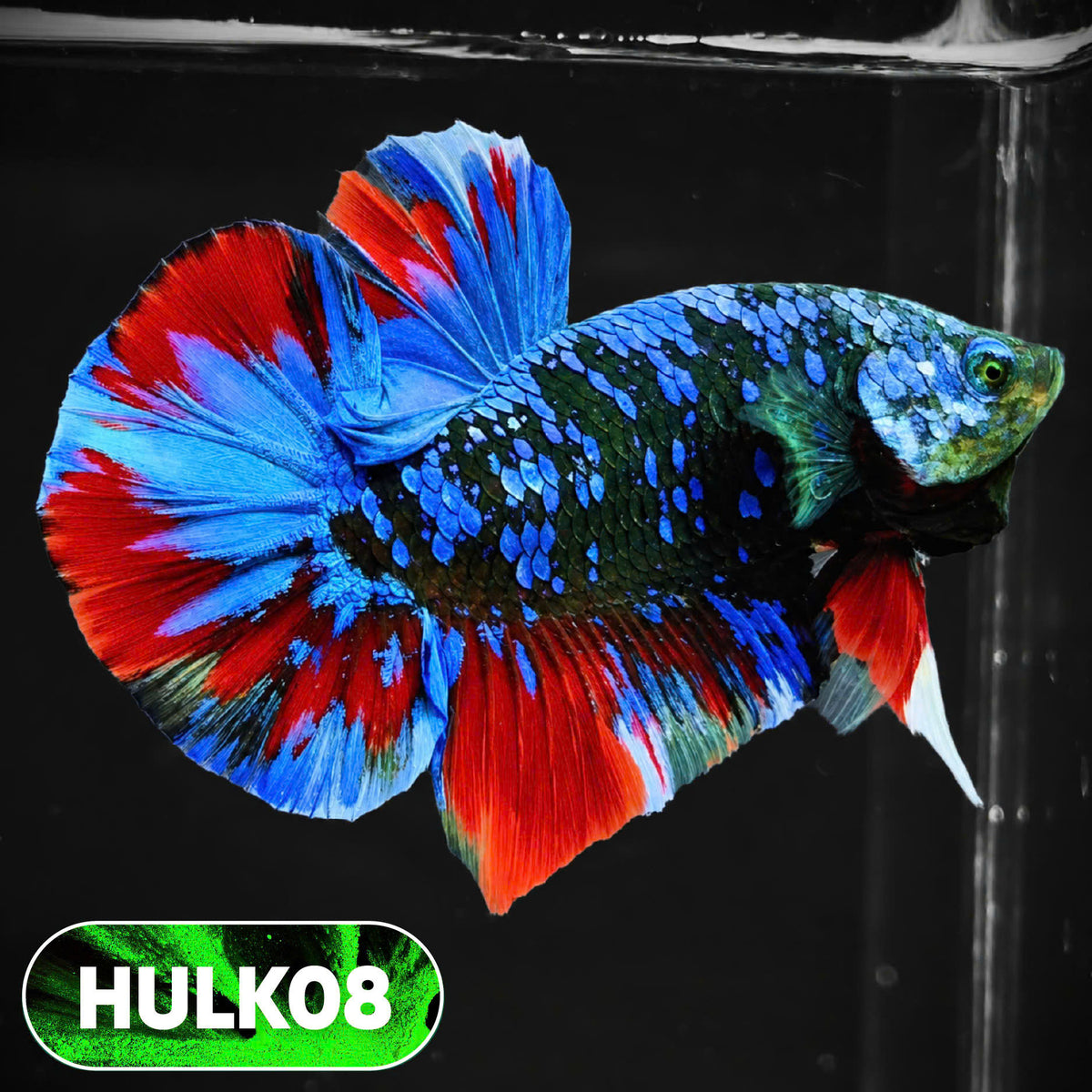 Galaxy Hulk Plakat Male Betta Fish | Exotic Grade | You Pick