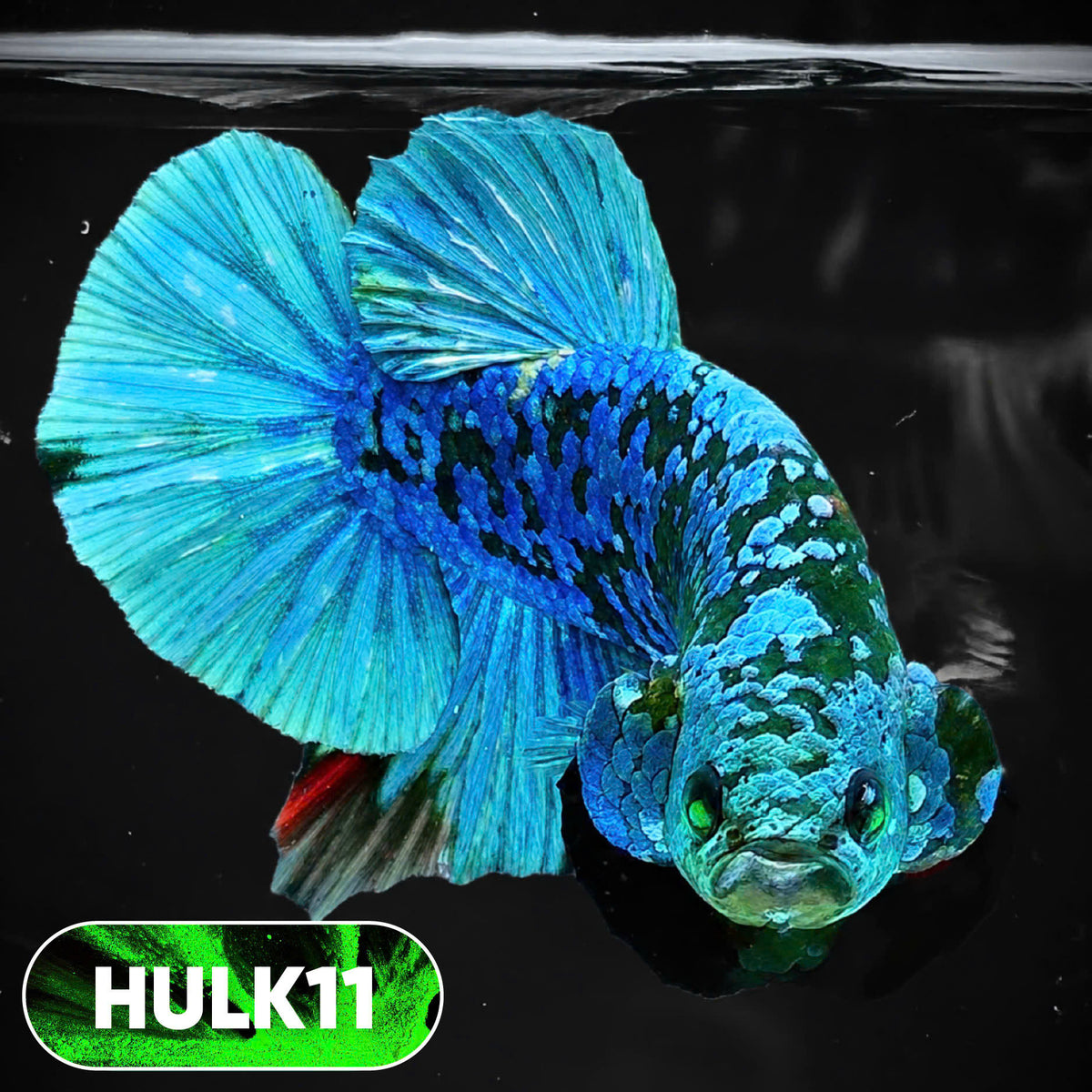 Galaxy Hulk Plakat Male Betta Fish | Exotic Grade | You Pick
