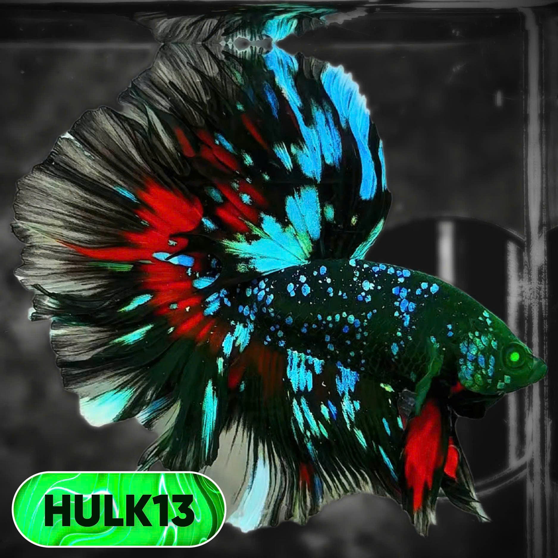 Black Hulk Halfmoon Male Betta Fish | You Pick Fish