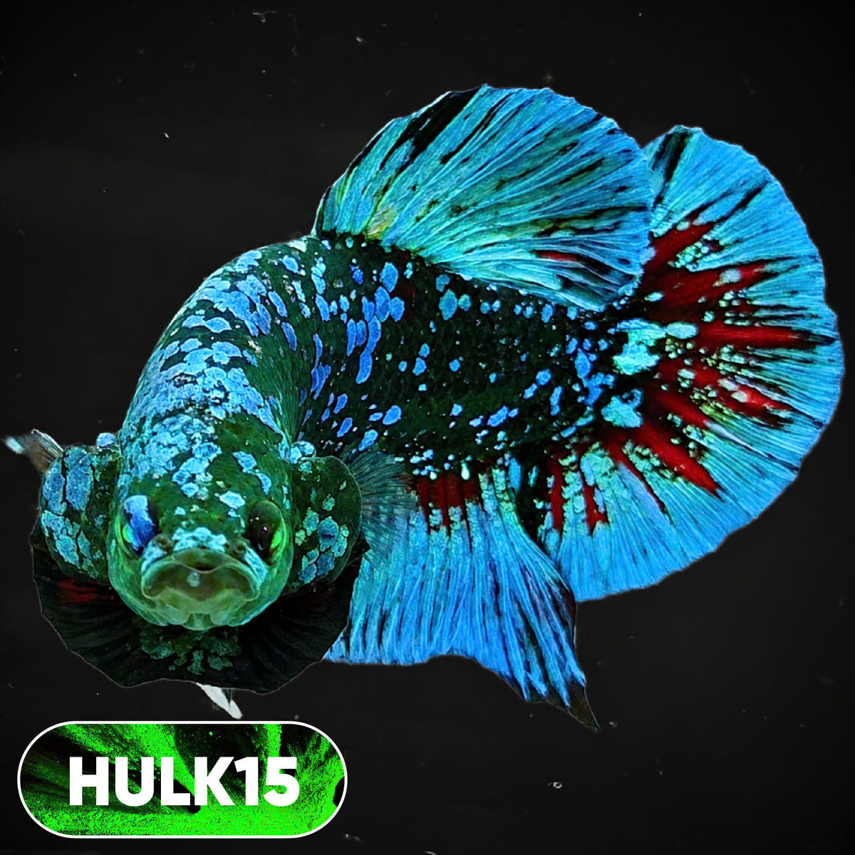 Galaxy Hulk Plakat Male Betta Fish | Exotic Grade | You Pick