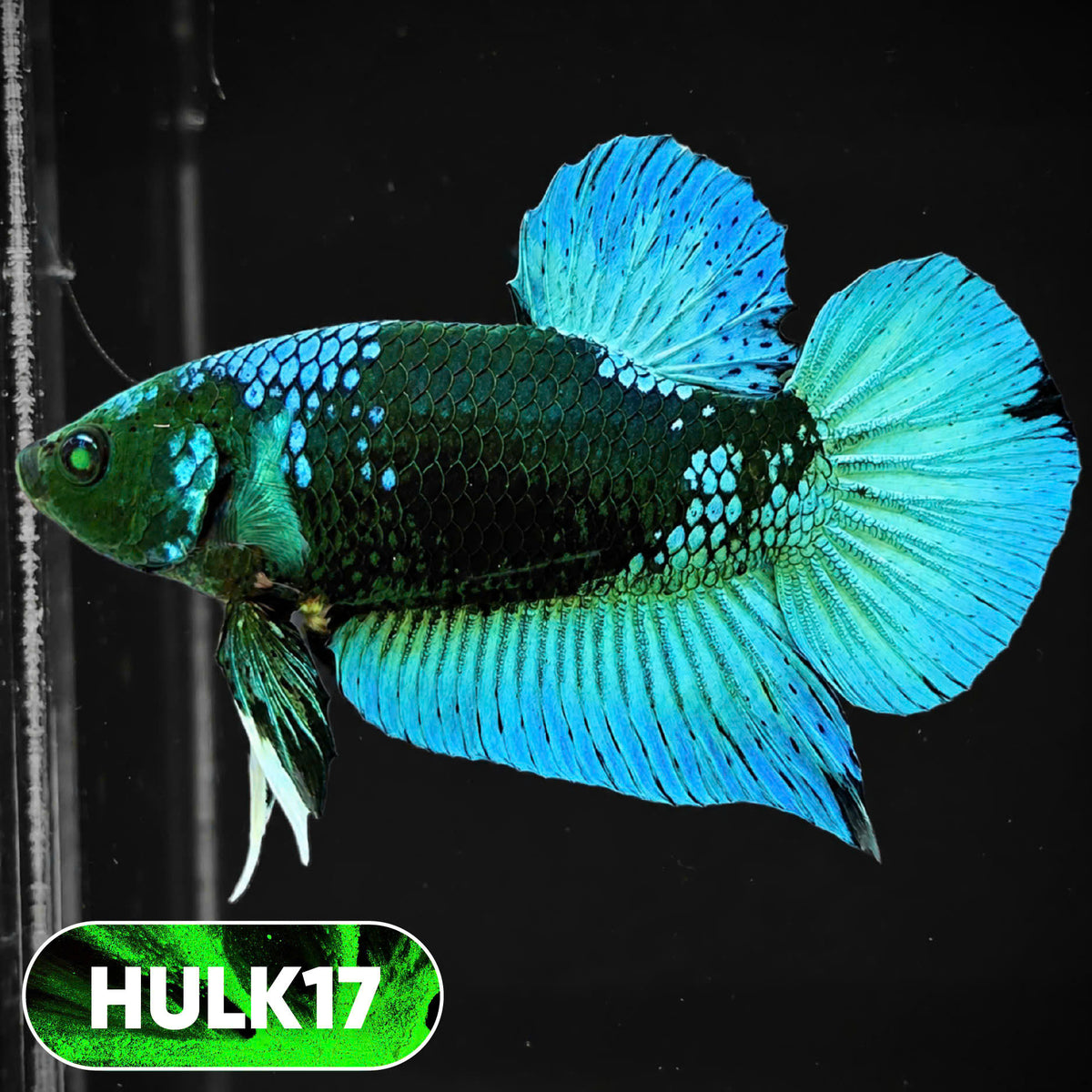 Galaxy Hulk Plakat Male Betta Fish | Exotic Grade | You Pick