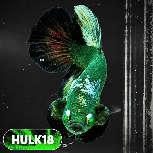 Galaxy Hulk Plakat Male Betta Fish | Exotic Grade | You Pick