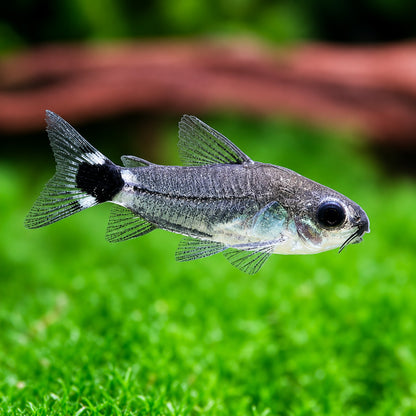 Hastatus Cory Catfish – Corydoras hastatus