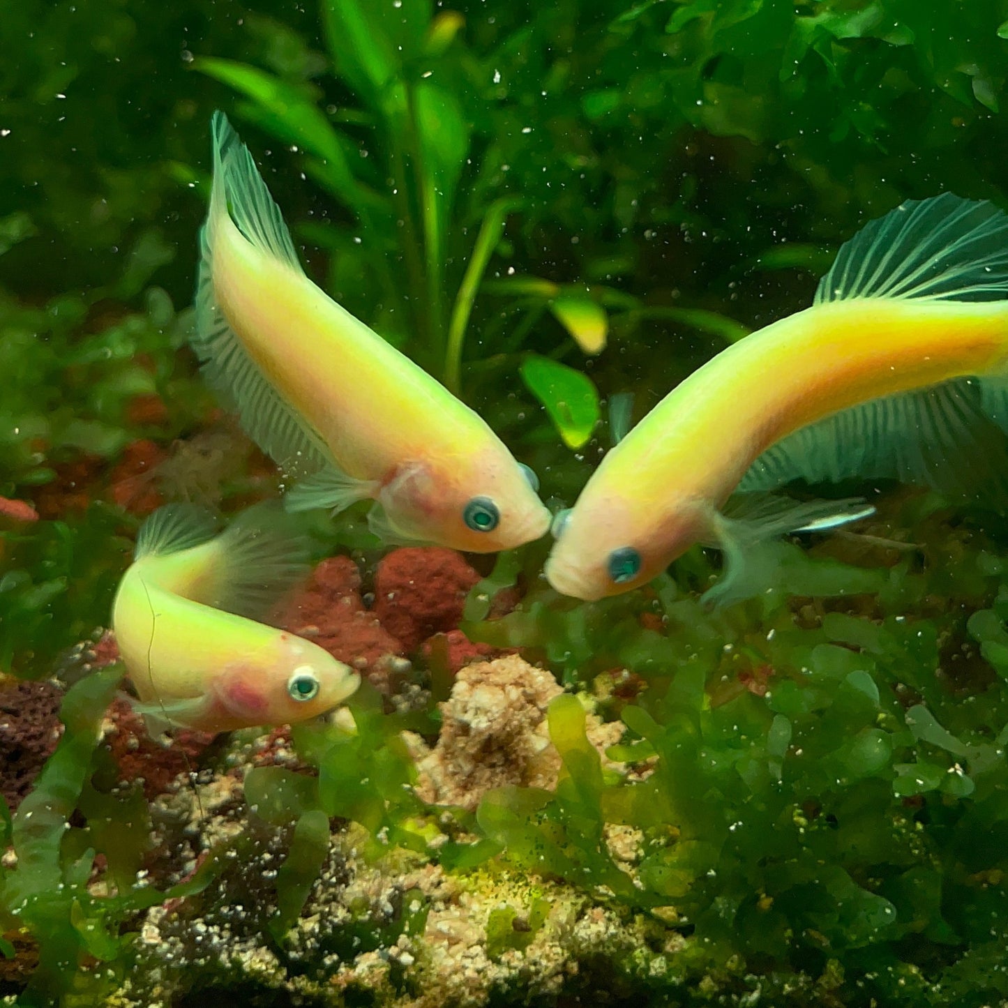 Neon Female Betta Fish