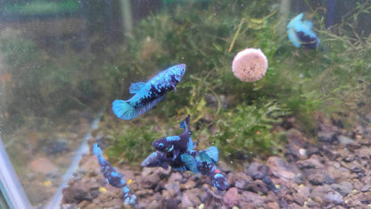 Mix Avarta Black Blue Galaxy, Black Green Galaxy Female Betta Fish