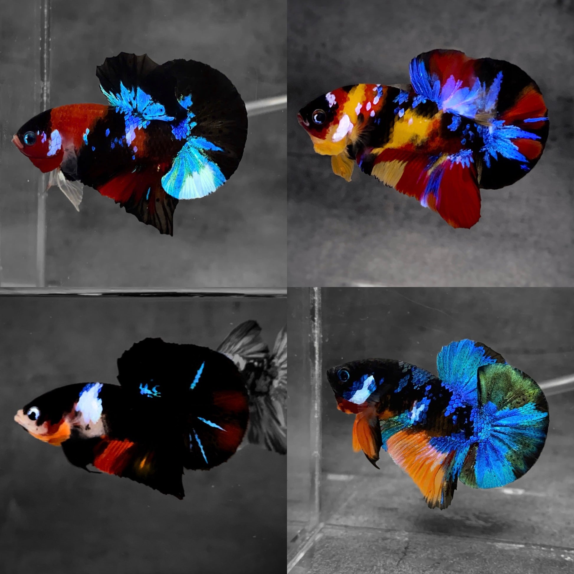 Koi Multicolor Dark Tone Plakat Male Betta Fish