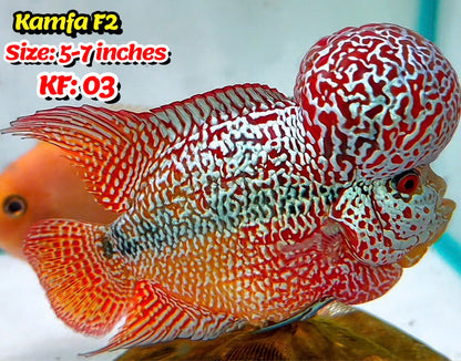 Golden Base Kamfa Flowerhorn Cichlid | You Pick Fish |