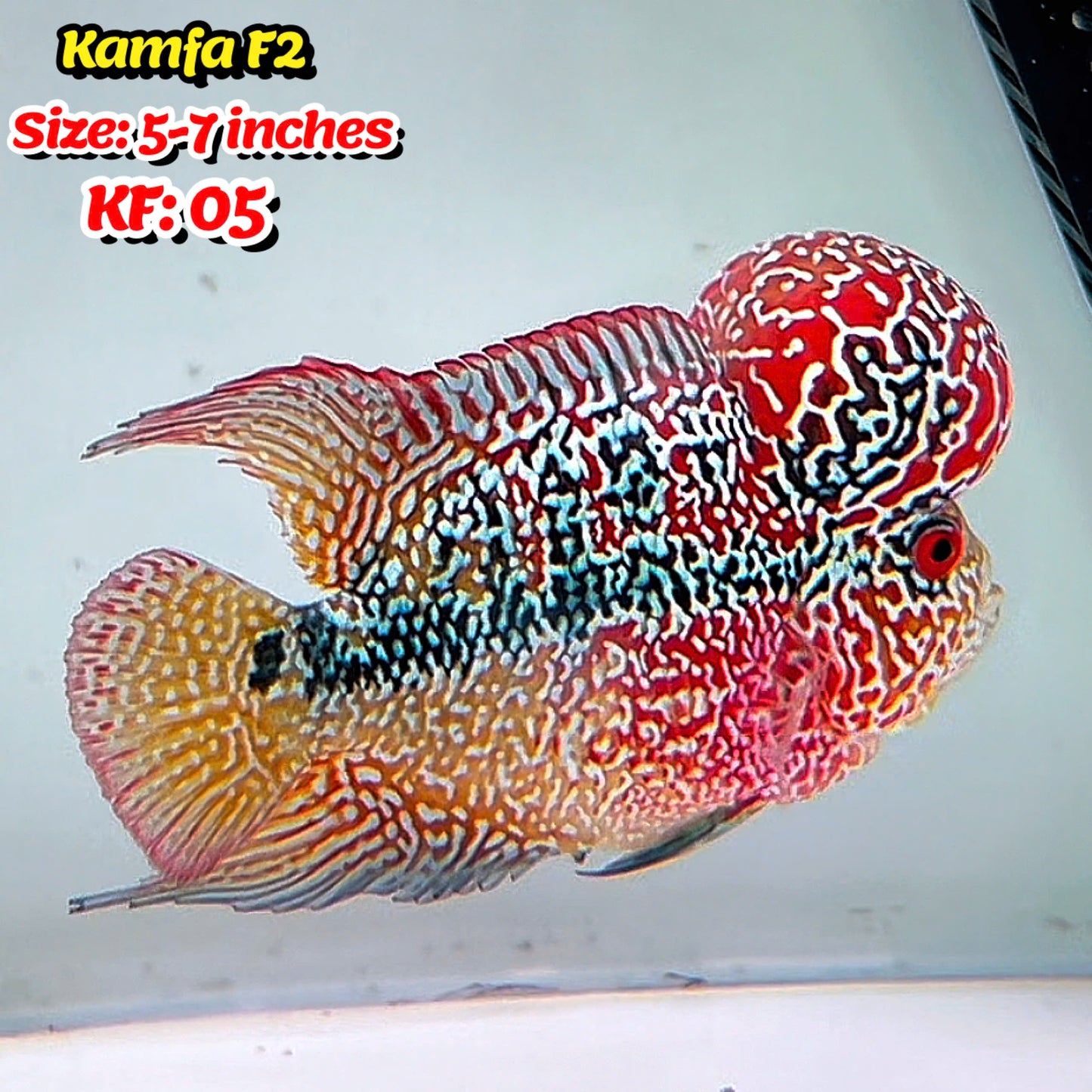 Golden Base Kamfa Flowerhorn Cichlid | You Pick Fish |