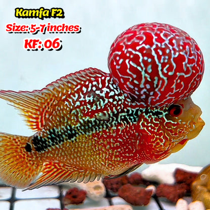 Golden Base Kamfa Flowerhorn Cichlid | You Pick Fish |