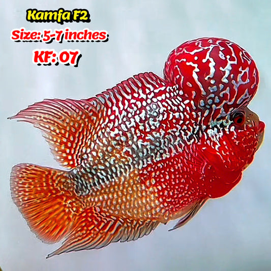 Golden Base Kamfa Flowerhorn Cichlid | You Pick Fish |