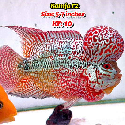 Golden Base Kamfa Flowerhorn Cichlid | You Pick Fish |