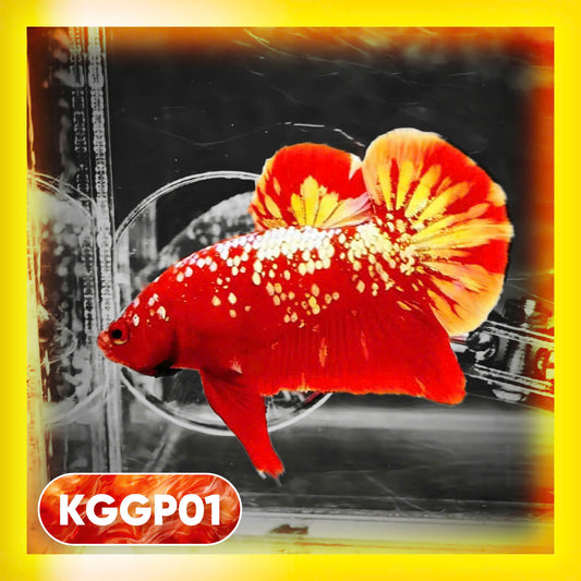 Golden Star Dust Galaxy Plakat Male Betta Fish | Super Rare | You Pick Fish