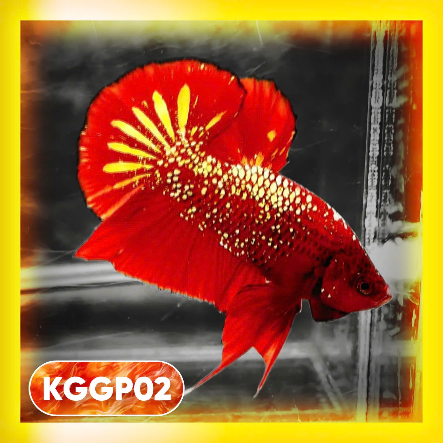 Golden Star Dust Galaxy Plakat Male Betta Fish | Super Rare | You Pick Fish