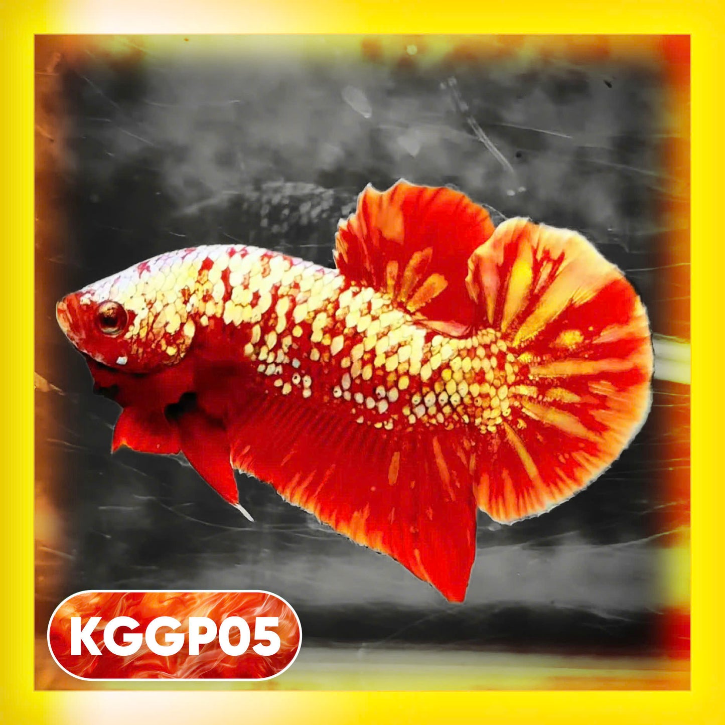 Golden Star Dust Galaxy Plakat Male Betta Fish | Super Rare | You Pick Fish