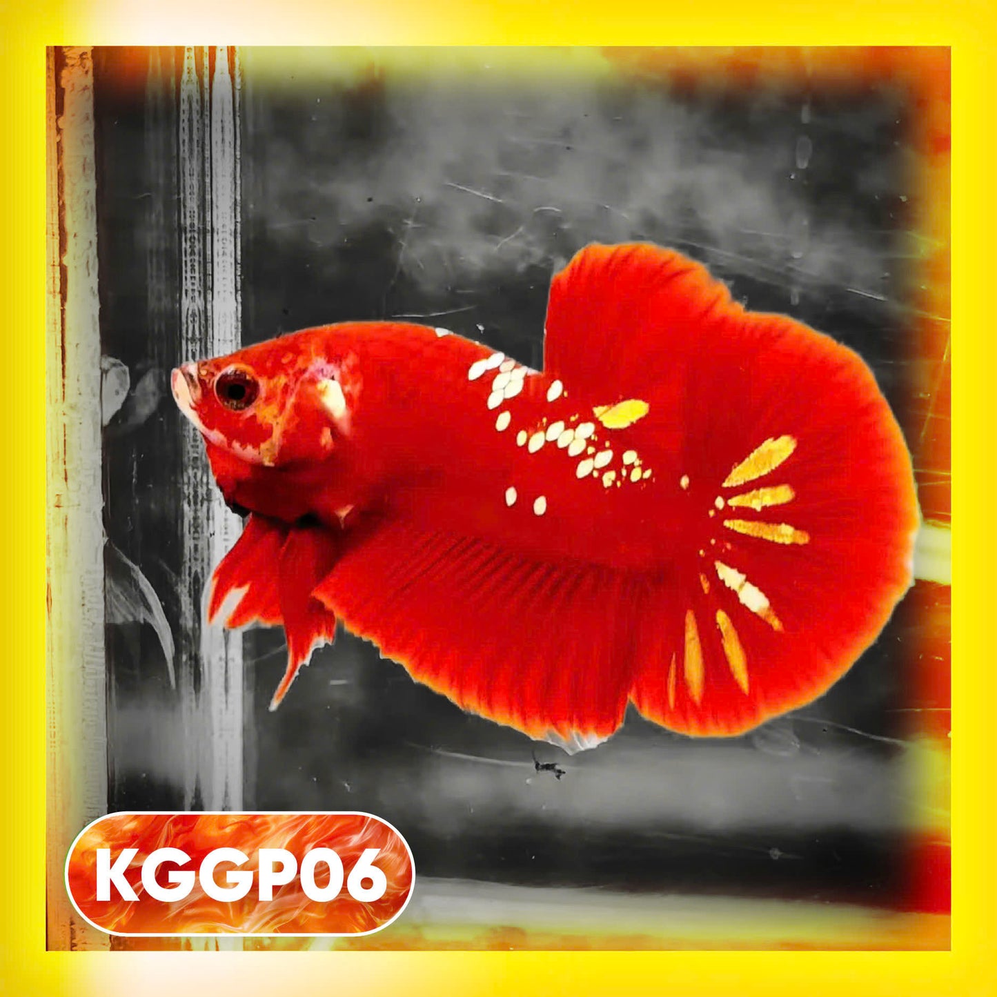 Golden Star Dust Galaxy Plakat Male Betta Fish | Super Rare | You Pick Fish