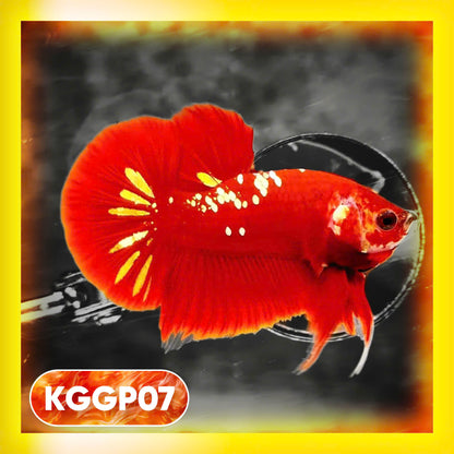 Golden Star Dust Galaxy Plakat Male Betta Fish | Super Rare | You Pick Fish