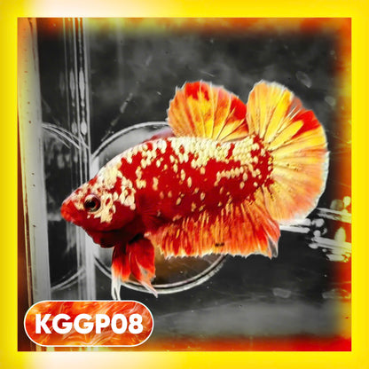 Golden Star Dust Galaxy Plakat Male Betta Fish | Super Rare | You Pick Fish