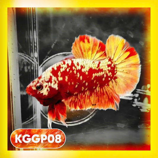 Golden Star Dust Galaxy Plakat Male Betta Fish | Super Rare | You Pick Fish