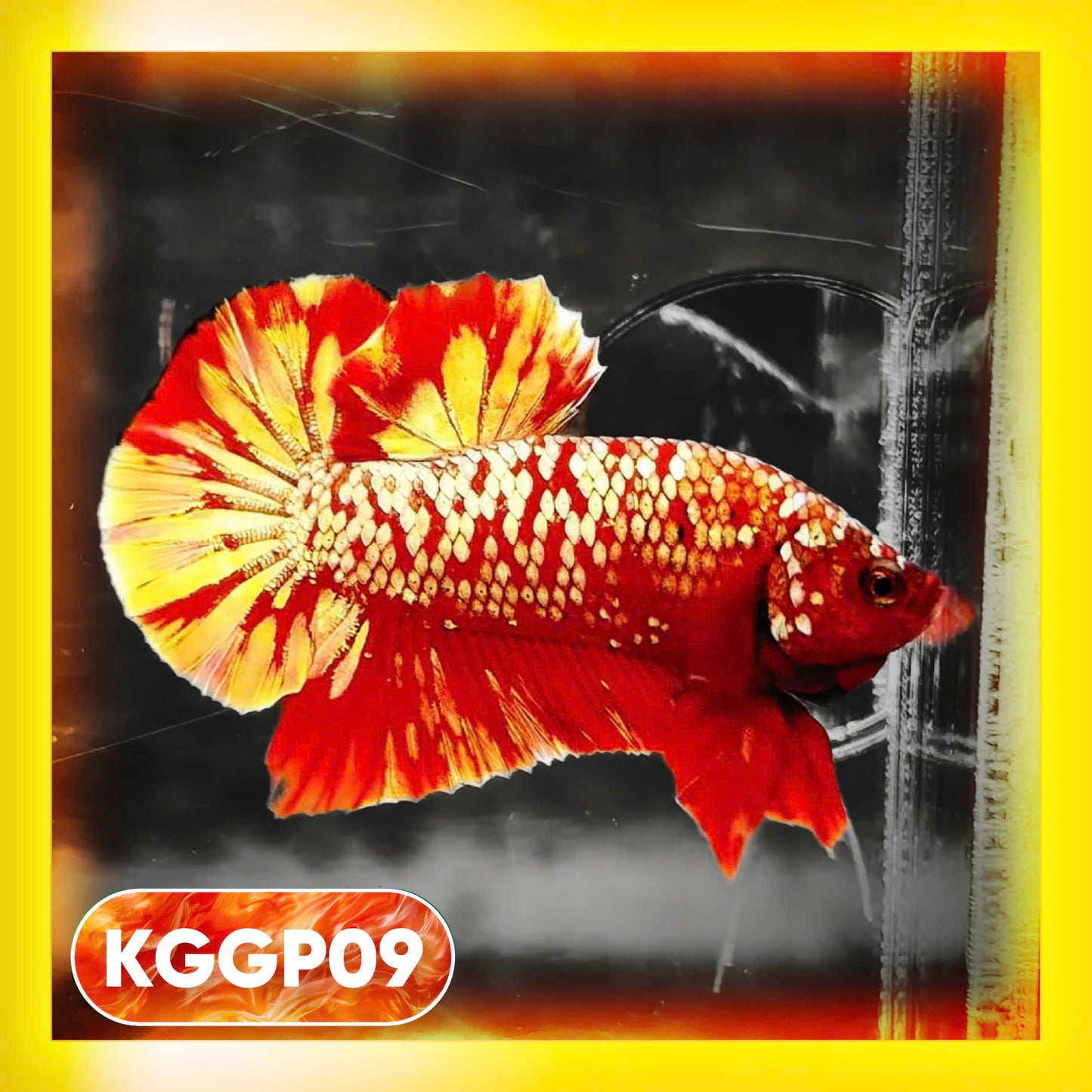 Golden Star Dust Galaxy Plakat Male Betta Fish | Super Rare | You Pick Fish