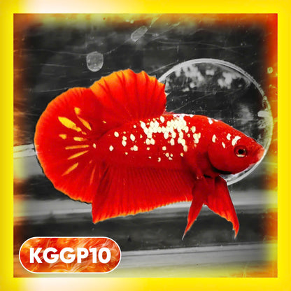 Golden Star Dust Galaxy Plakat Male Betta Fish | Super Rare | You Pick Fish