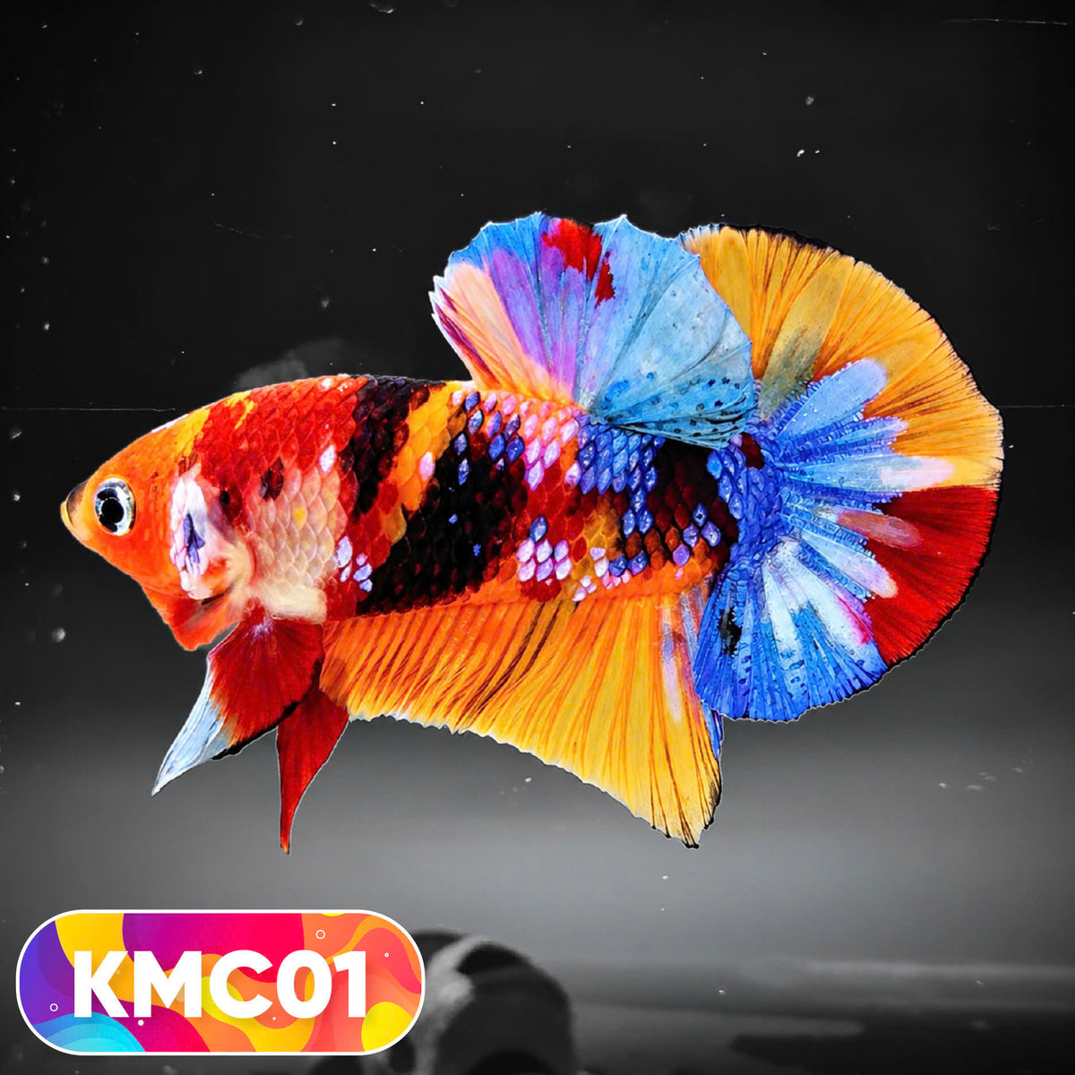 Multicolor Yellow Base Plakat Male Betta Fish | Order Directly From Farm |  You Pick Fish