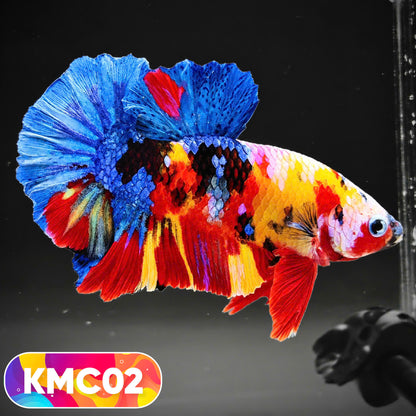 Multicolor Yellow Base Plakat Male Betta Fish | Order Directly From Farm |  You Pick Fish