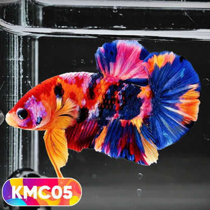 Multicolor Yellow Base Plakat Male Betta Fish | Order Directly From Farm |  You Pick Fish