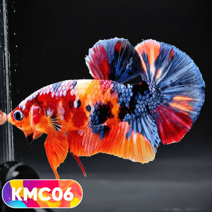 Multicolor Yellow Base Plakat Male Betta Fish | Order Directly From Farm |  You Pick Fish