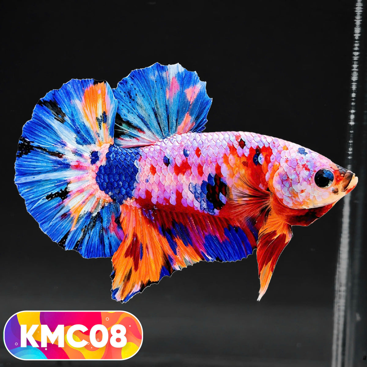 Multicolor Yellow Base Plakat Male Betta Fish | Order Directly From Farm |  You Pick Fish