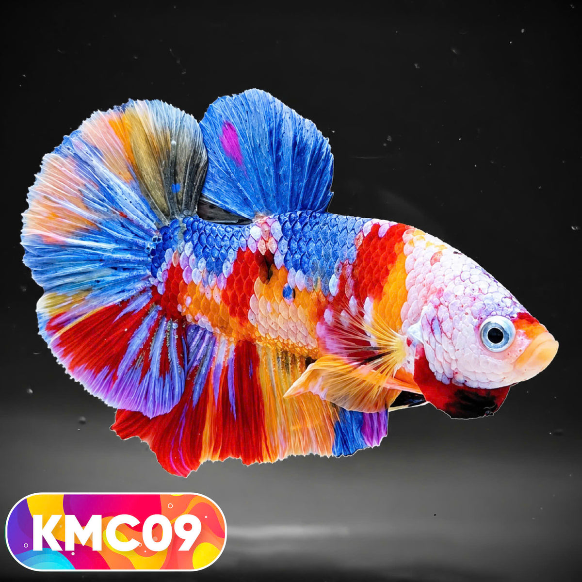 Multicolor Yellow Base Plakat Male Betta Fish | Order Directly From Farm |  You Pick Fish